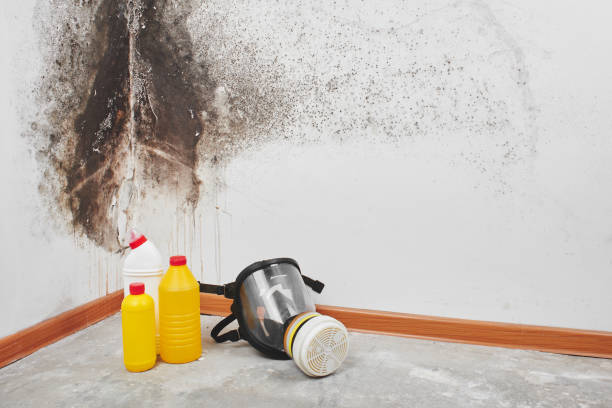 Best Professional Mold Removal  in Matteson, IL
