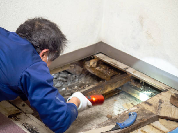 Best Fast Mold Removal  in Matteson, IL