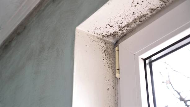 Mold Testing and Removal in Matteson, IL