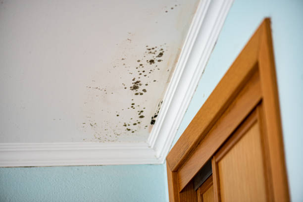 Best Certified Mold Removal  in Matteson, IL