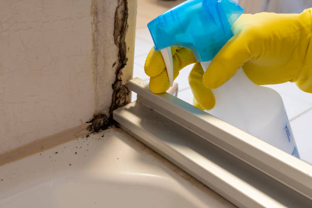 Best Mold Removal and Inspection  in Matteson, IL
