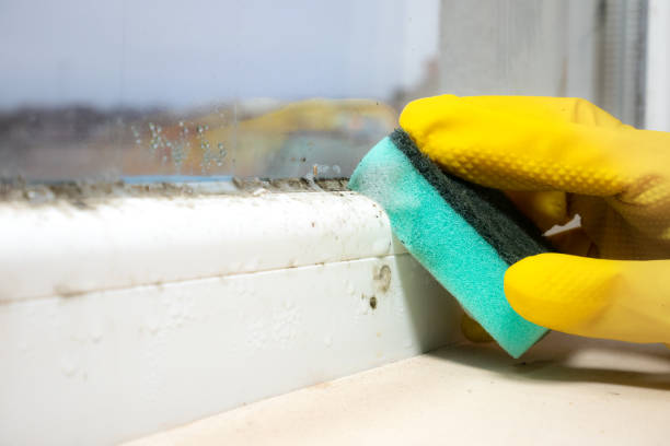 Best Mold Testing and Removal  in Matteson, IL