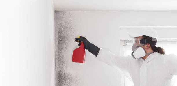 Best Mold Remediation  in Matteson, IL