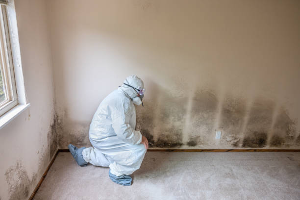 Office Mold Removal Services in Matteson, IL