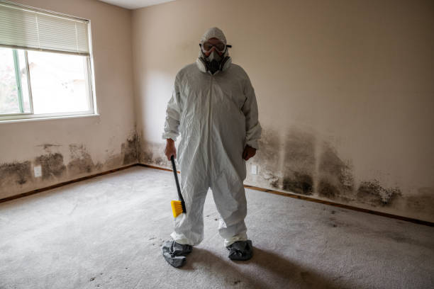 Professional Mold Removal in Matteson, IL