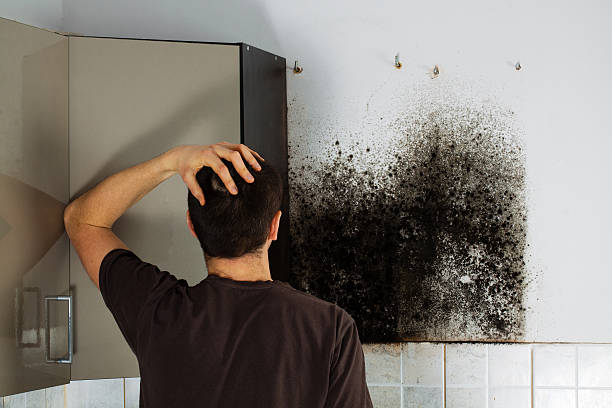 Best Attic Mold Removal  in Matteson, IL
