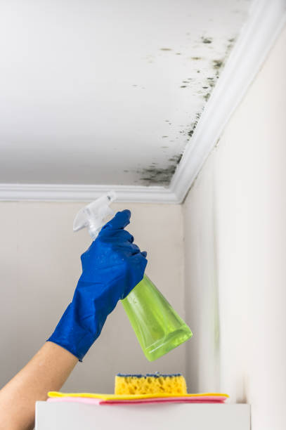 Best Home Mold Removal  in Matteson, IL