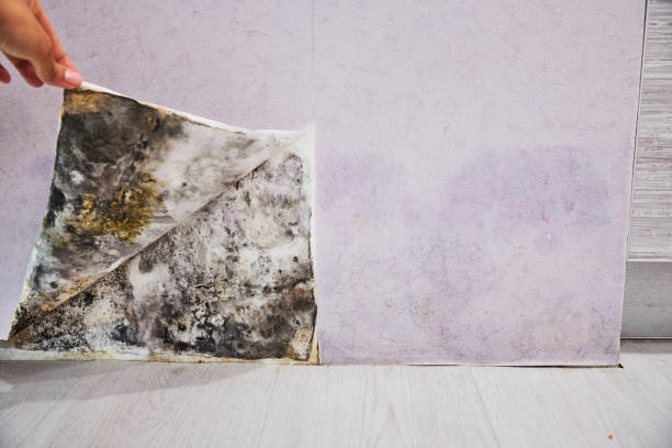 Best Mold Removal Near Me  in Matteson, IL